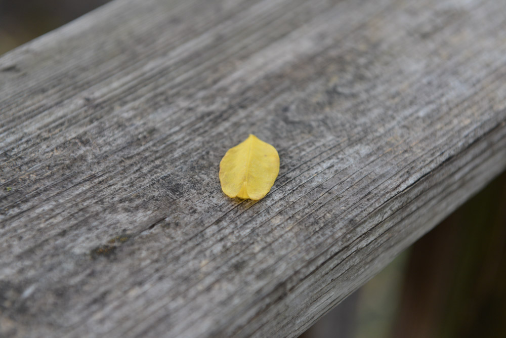 Picture of a leaf on a porch to show the capabilities of the Nikon 24-70