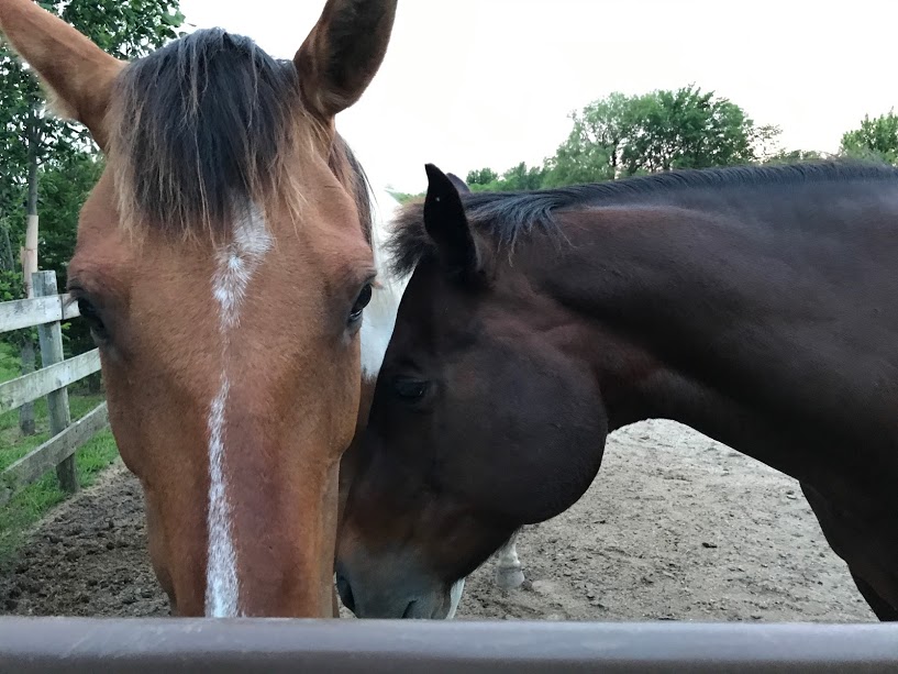 Image of a light brown horse and a dark brown horse taken with the iPhone 7 Plus camera