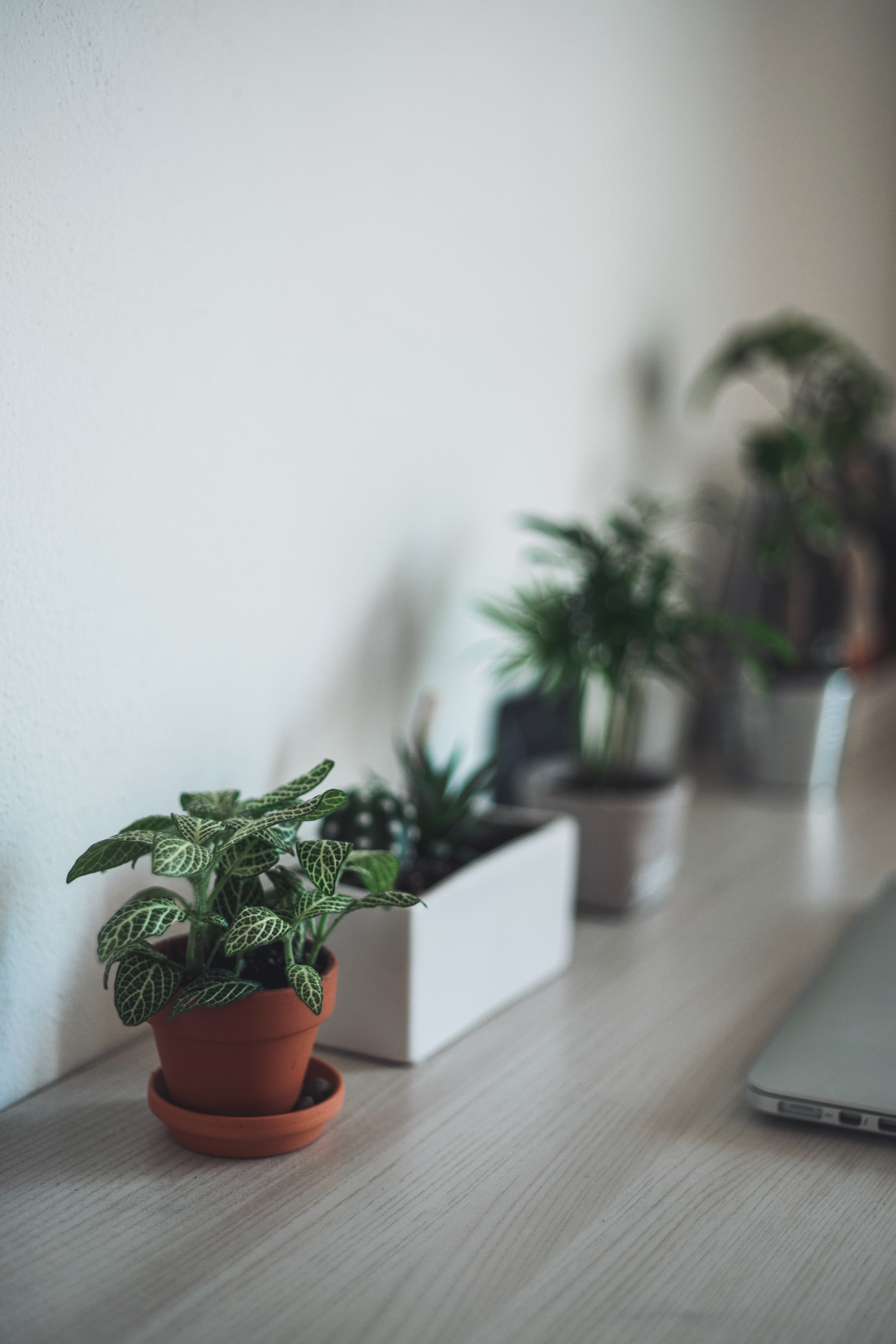 A light-colored wood surface with green plants and a laptop.