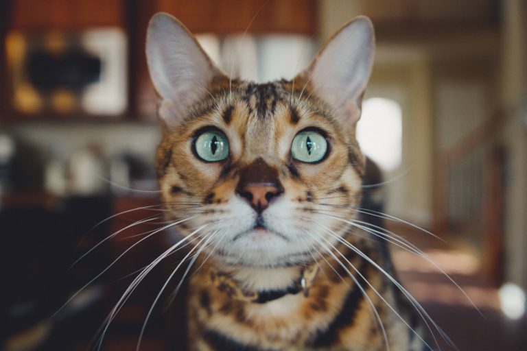 The face of a tabby cat with light green eyes.