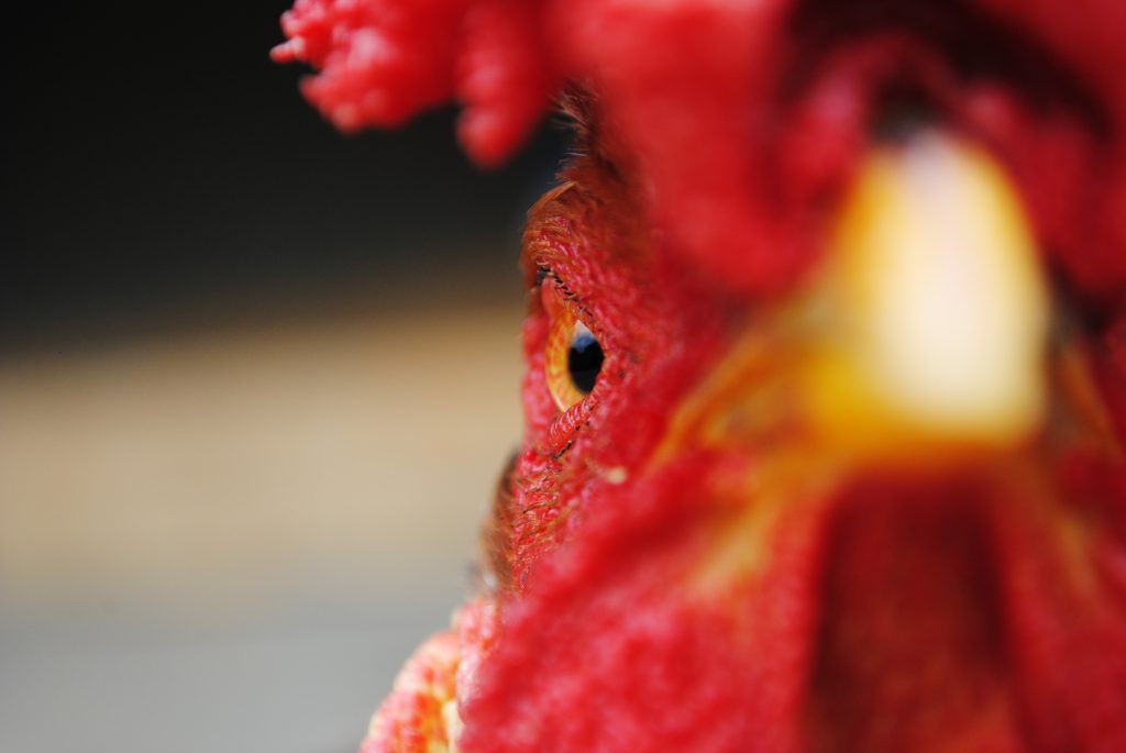 image of a rooster close up showing how to get a blurred background effect