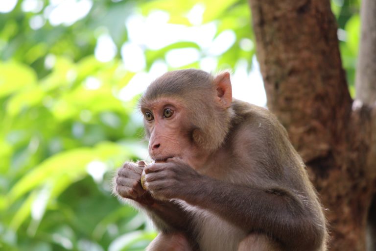 A monkey eating fruit.