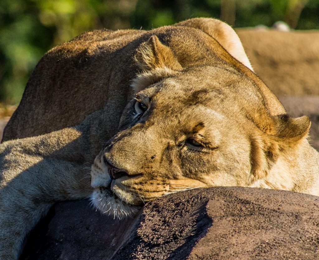 Closeup image of a lioness laying in the sun showing how you have to know your gear in wildlife photography