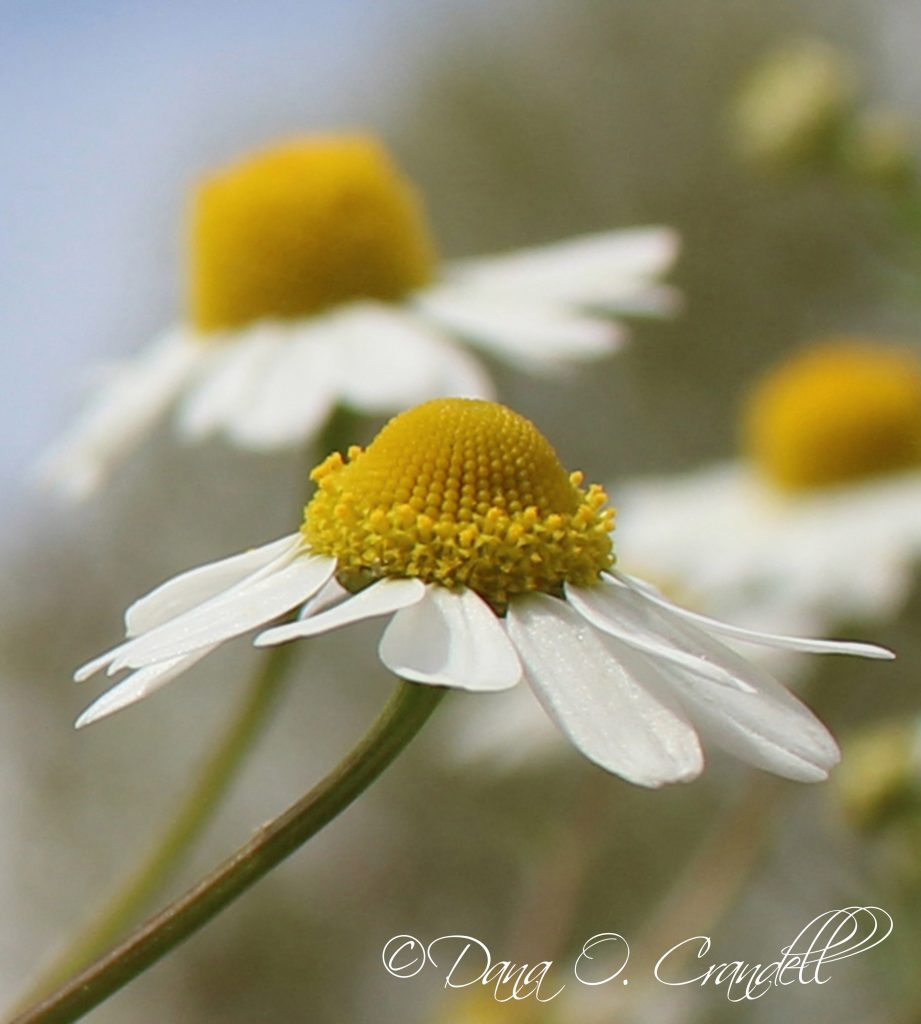 Macro photo of chamomile flowers with one prominent one in the center of the frame with a yellow inner bud surrounded by white petals slanted downwards