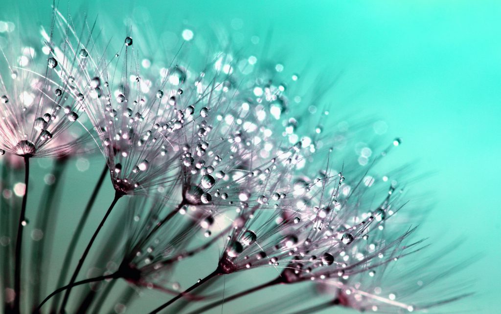 Nature macro photo of a plant with dew/water droplets on it