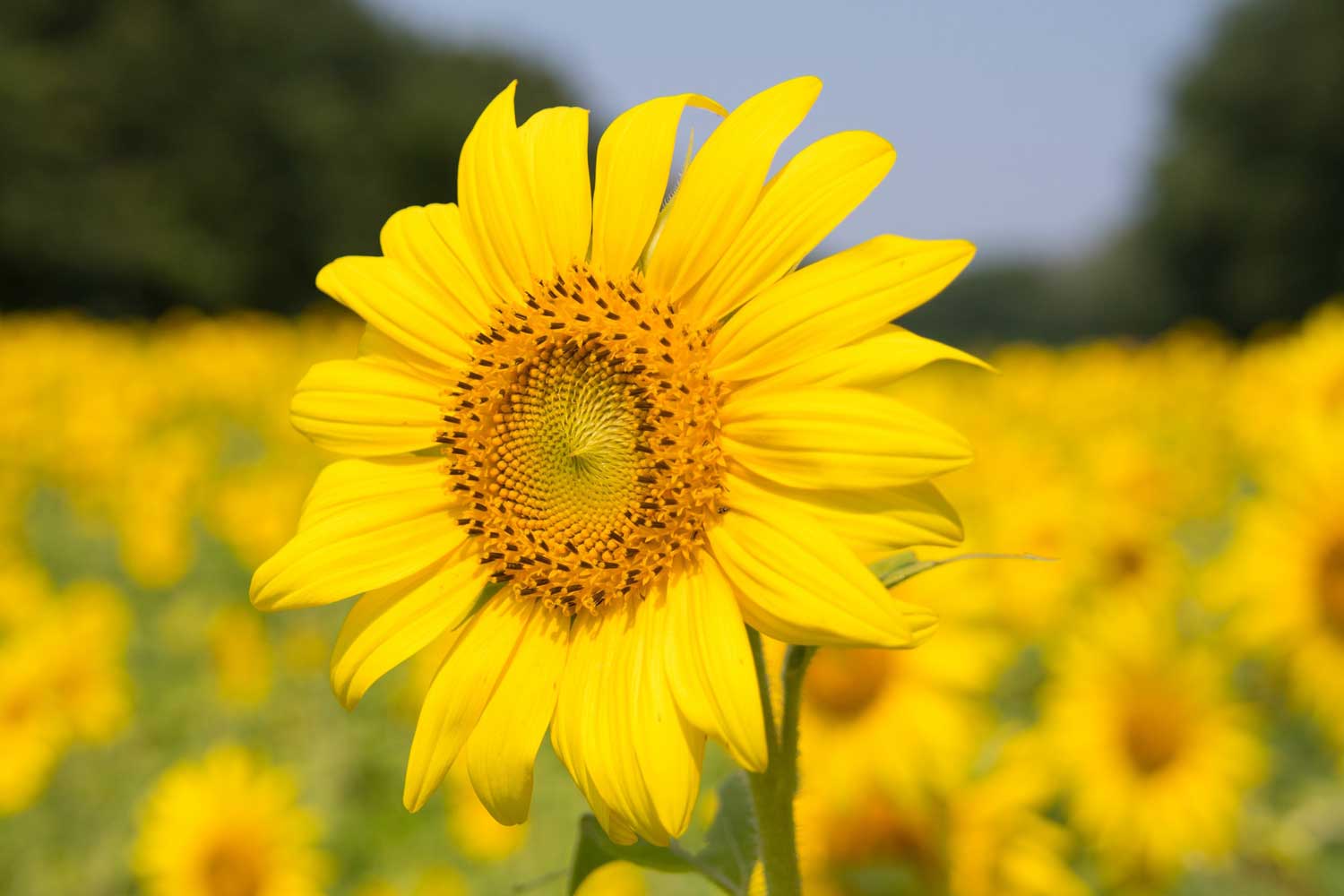 A bright yellow sunflower in a field.