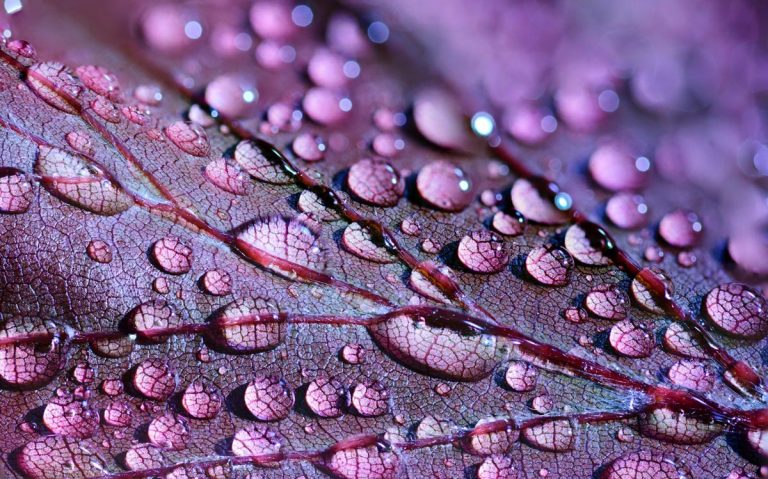 87 Macro Photography Hashtags for Growing Your Following