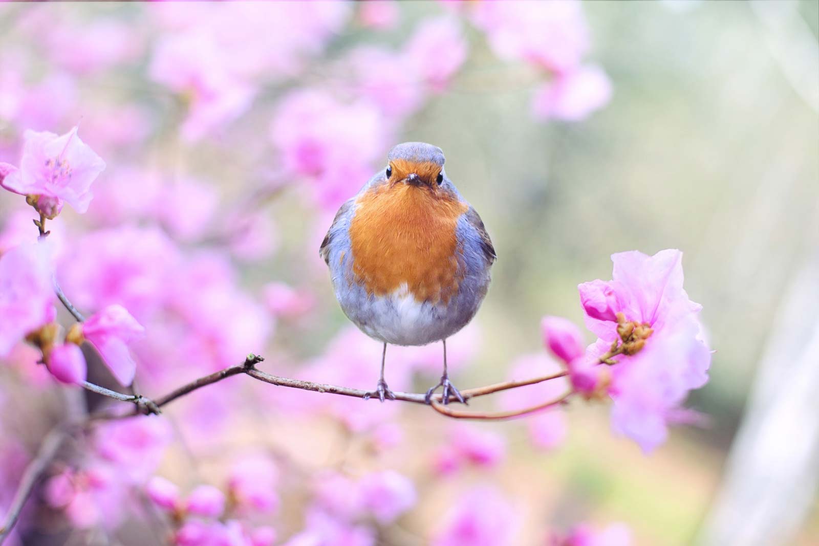 A fat orange bird on a branch with pink blossoms.