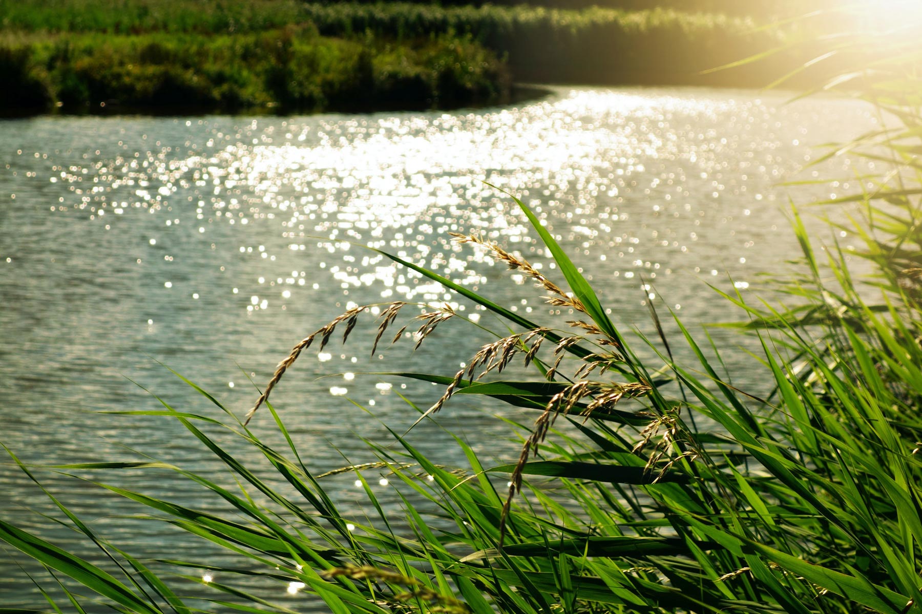 Image taken from a riverbank of a river, the vegetation around it with the sun setting