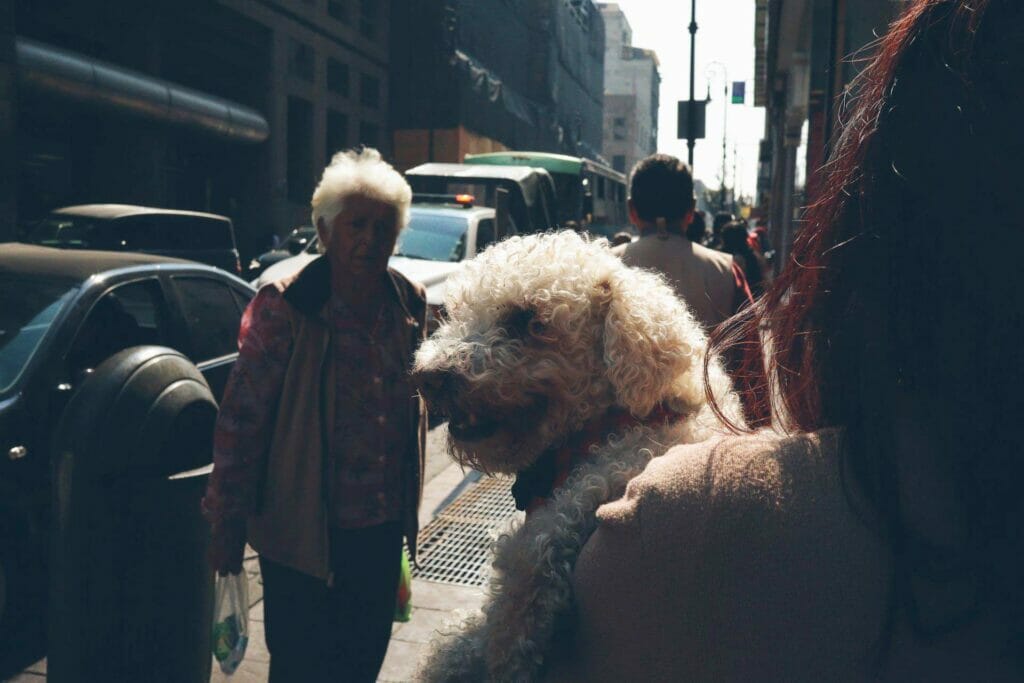 A woman on the street carrying a smiling white dog.