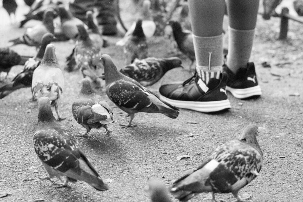 A person's feet wearing athletic shoes surrounded by pigeons.