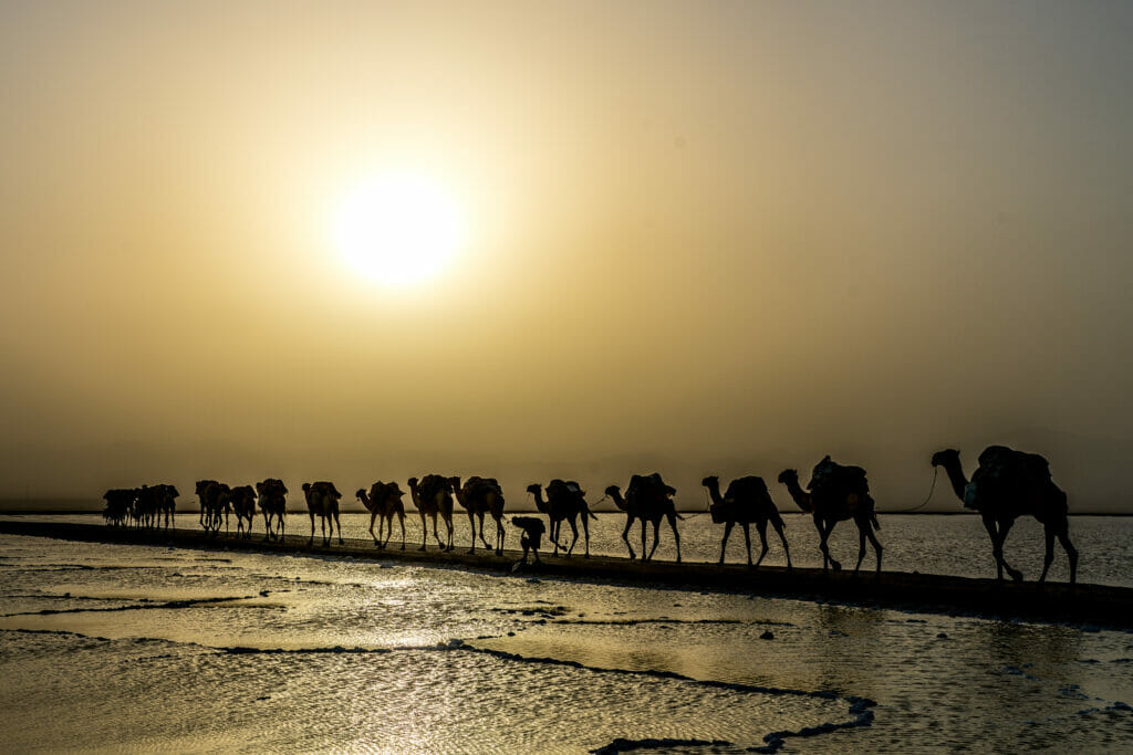 A group of camels on a strip of land with water on either side.