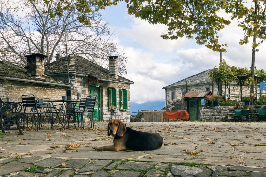 A dog laying on a cobblestone street.