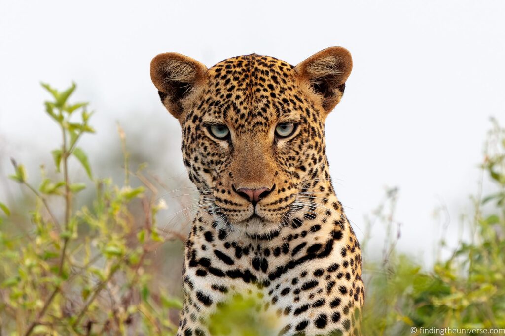 A leopard with blue green eyes.