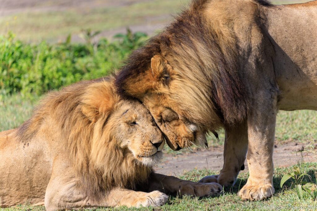 A male and female lion nuzzling each other's heads.