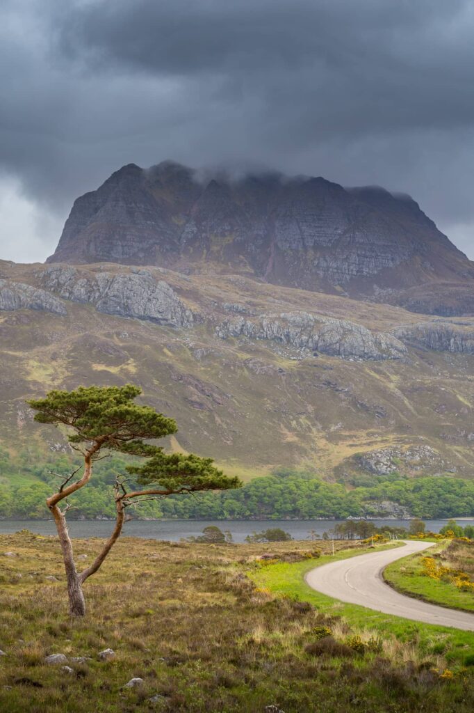 A tree next to a rood and mountain.