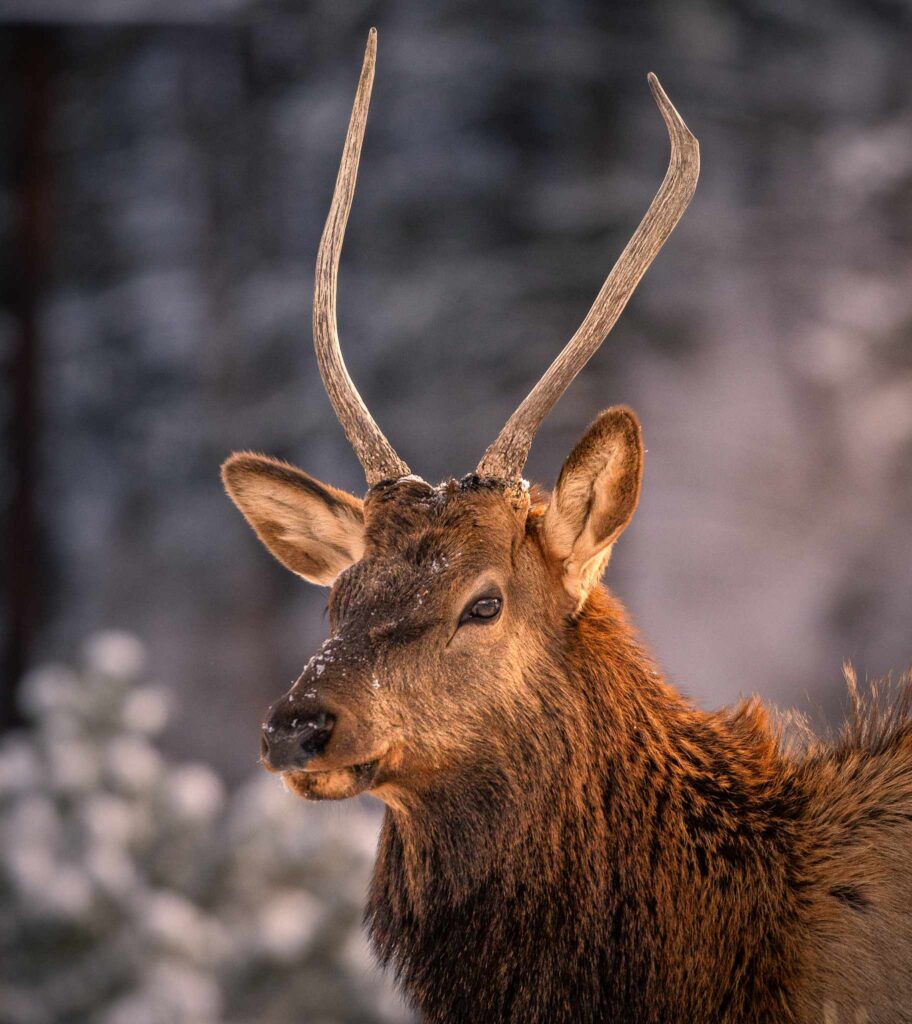 A buck deer.